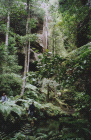 Blue Mountains - Rainforest