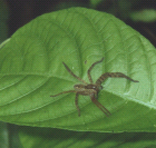 thumbs/Nature_Spider.png